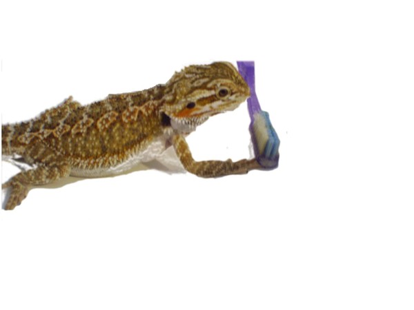 Blonde D the bearded dragon brushing his 