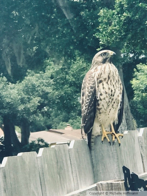 hawkonfence