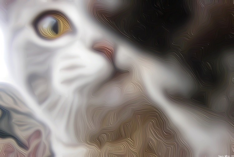 Kitten Strikes