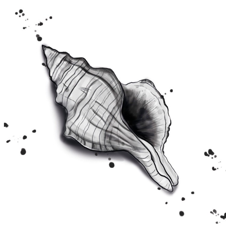 sea shell