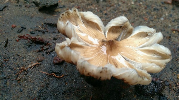 White with brown shaded Chanterelle mushroom 2