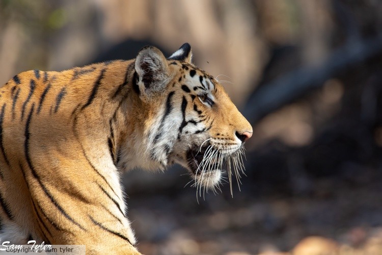 India 2017-0454