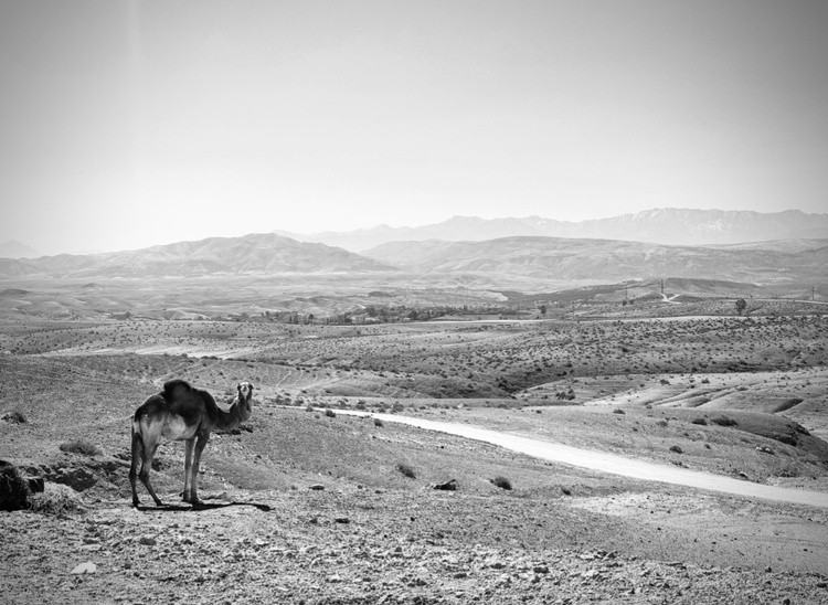 camel