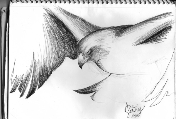 Golden Eagle