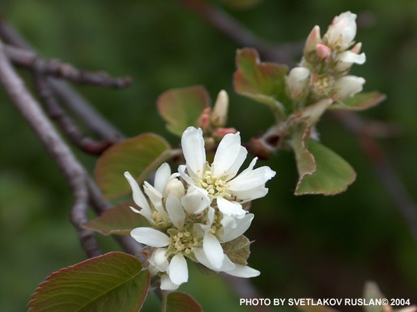 Spring flowers