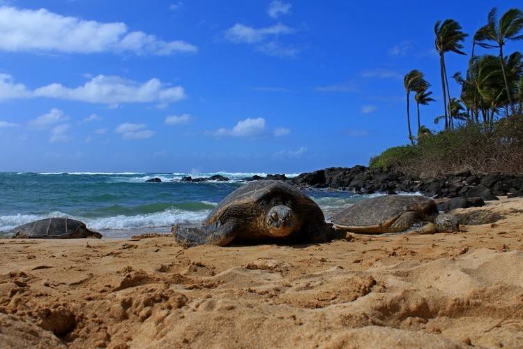 turt1
