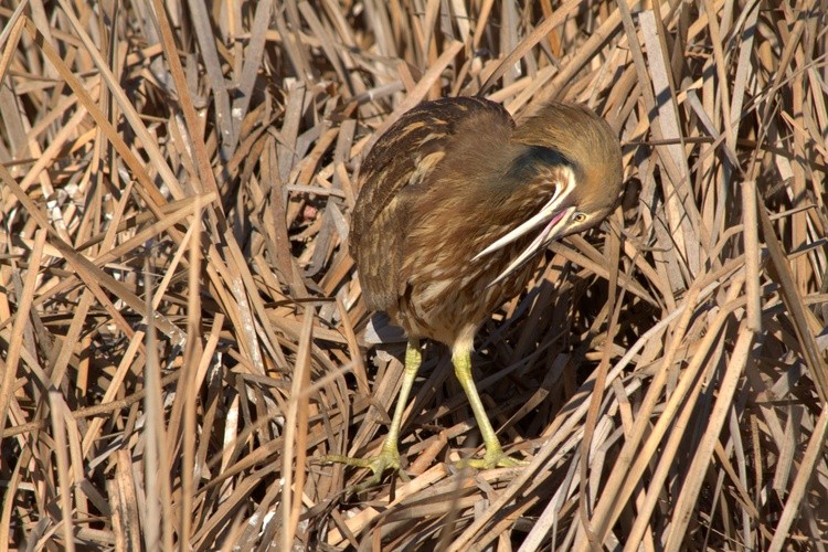 HappyBittern