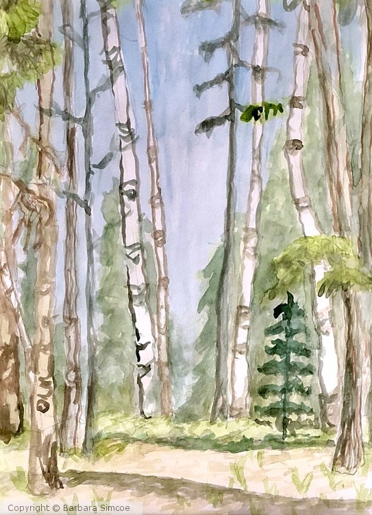 Looking down towards the lake