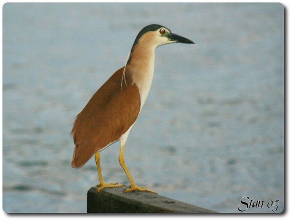 Sea Bird