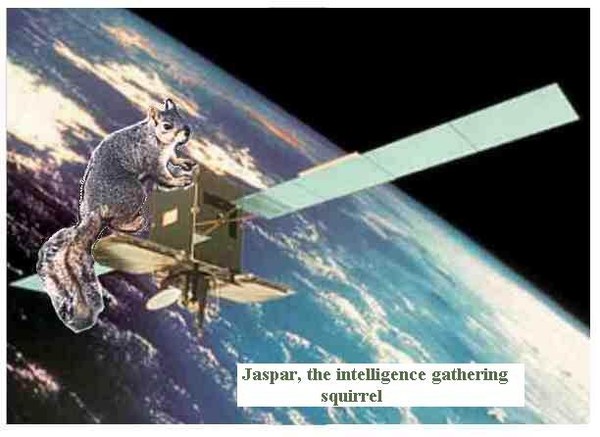 Intelligence Gathering Squirrel