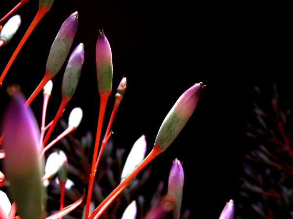 Buds