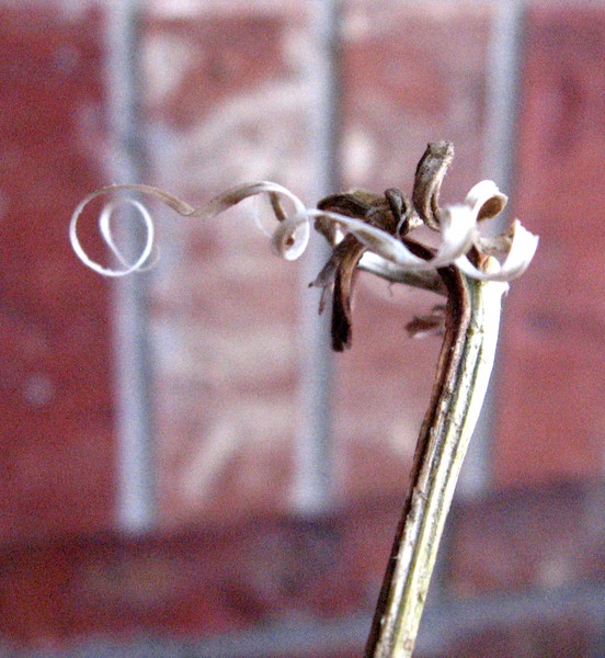 Umbilical