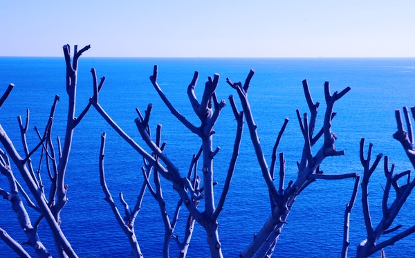 Medditerranean Tree