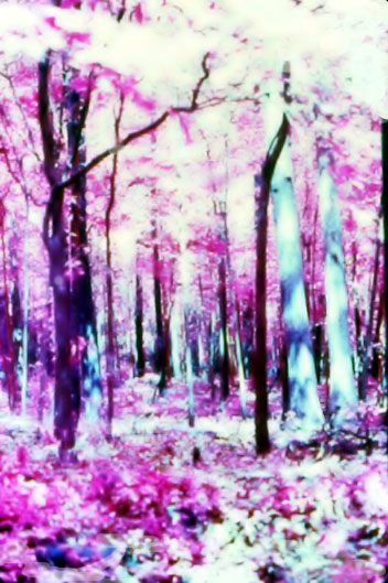 fairy woods