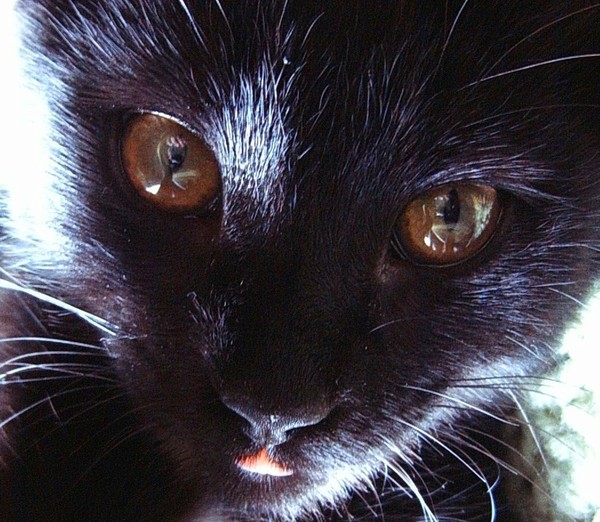 Goldeneyes