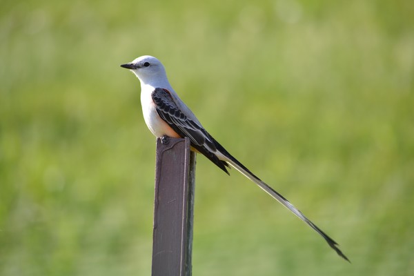 Scissortail III