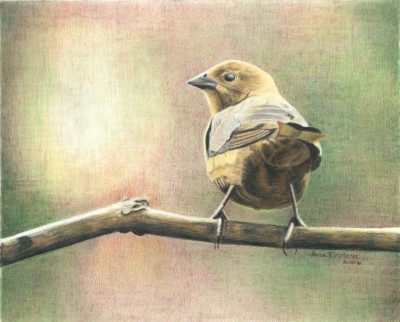 Saucy Cowbird