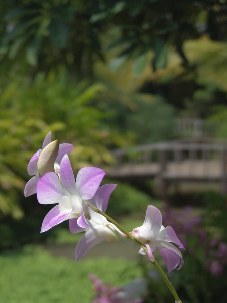 a little purple