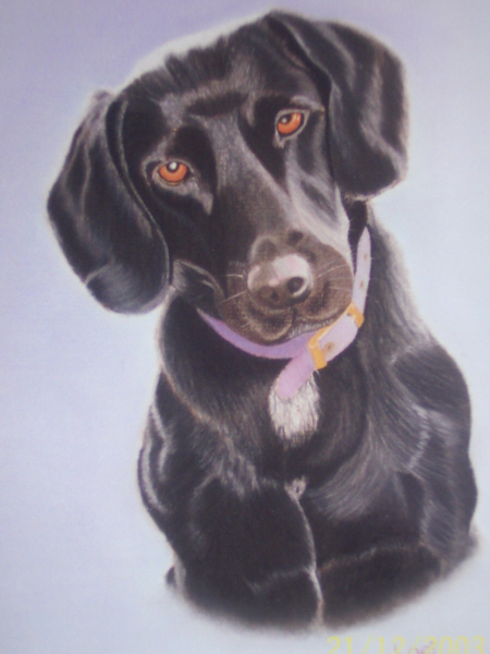 Black dog