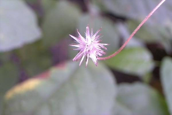 Spiky Spike