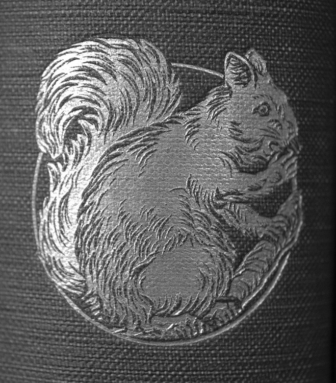 Squirrel