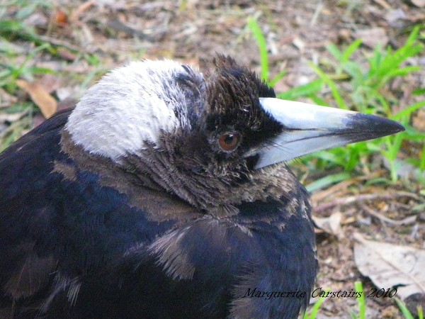 Magpie