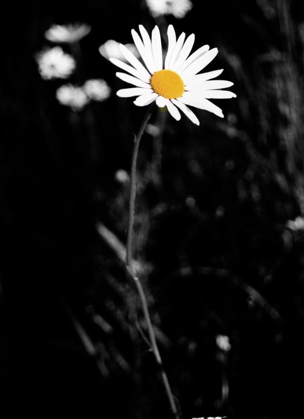 Florals in B&W