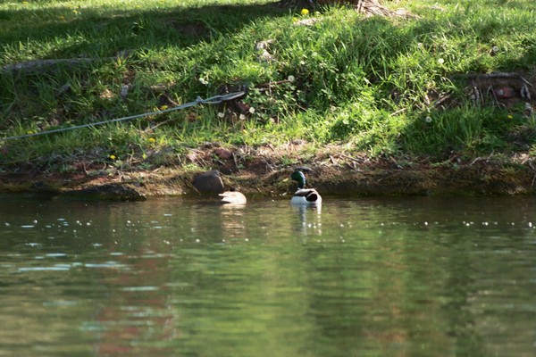 Ducks