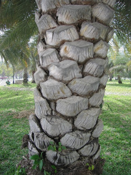 Date Trunk