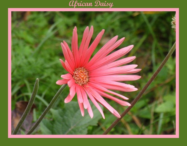 African Daisy