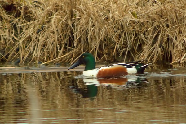 Northern Shoveler duck at the marsh