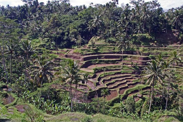 Rice terraces near Ubud on Bali