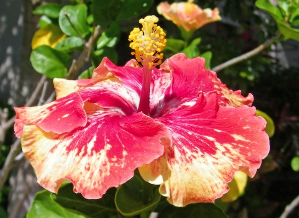 Sunday Hibiscus 53