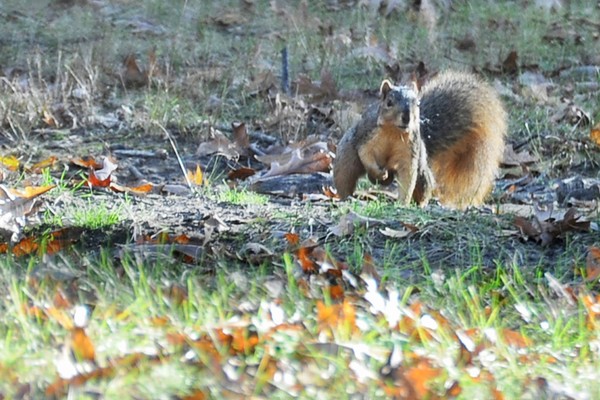 Squirrel Work