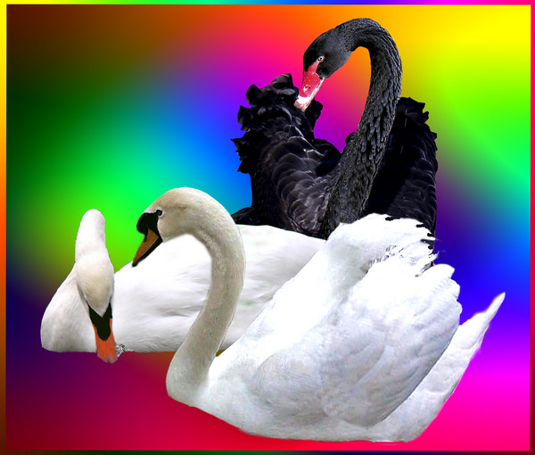 Swan Lake