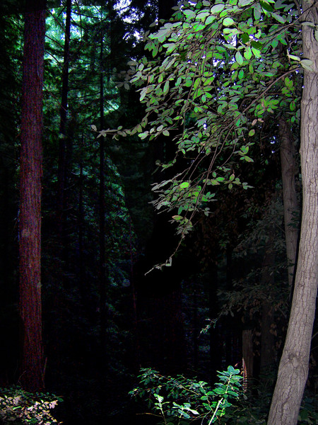 The Woods Are Lovely, Dark And Deep  ..