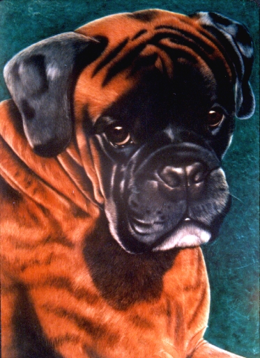 Boxer