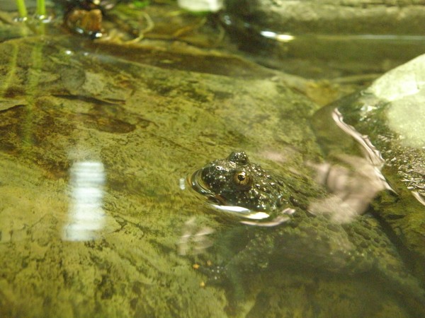 Frog II