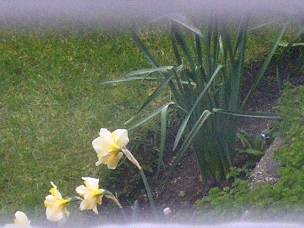 Beauty in Spring