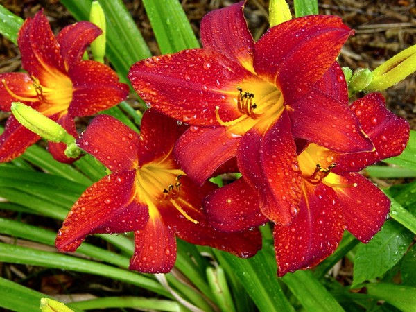 Lillies after the Rain