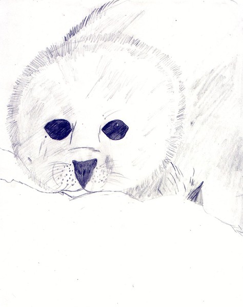 Baby Harp Seal