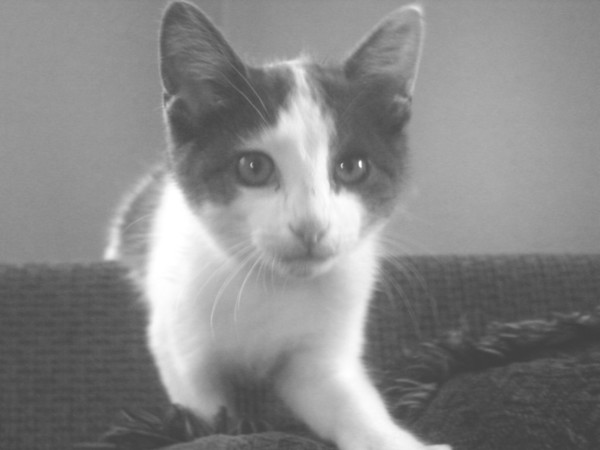 cat