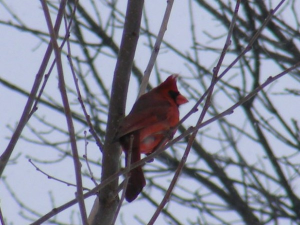 my good luck bird