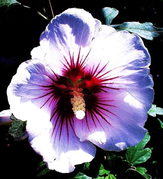 Rose of Sharon