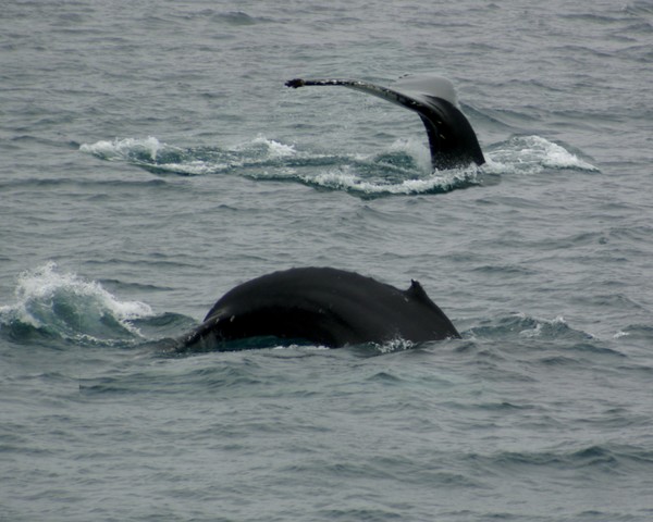 Whales  photomontage