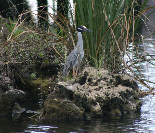 Night Heron