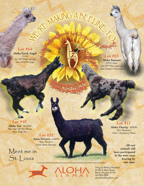 Aloha Llamas
