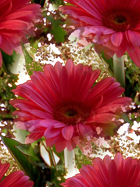 Pink Gerberas (Two)