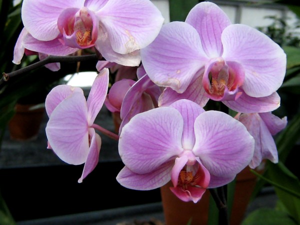 Lavender Toned Orchids (Three)