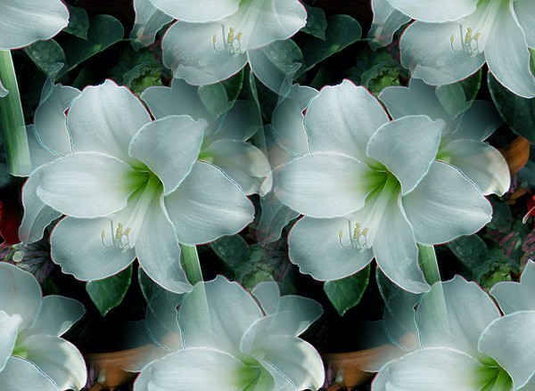 Lilies Of White
